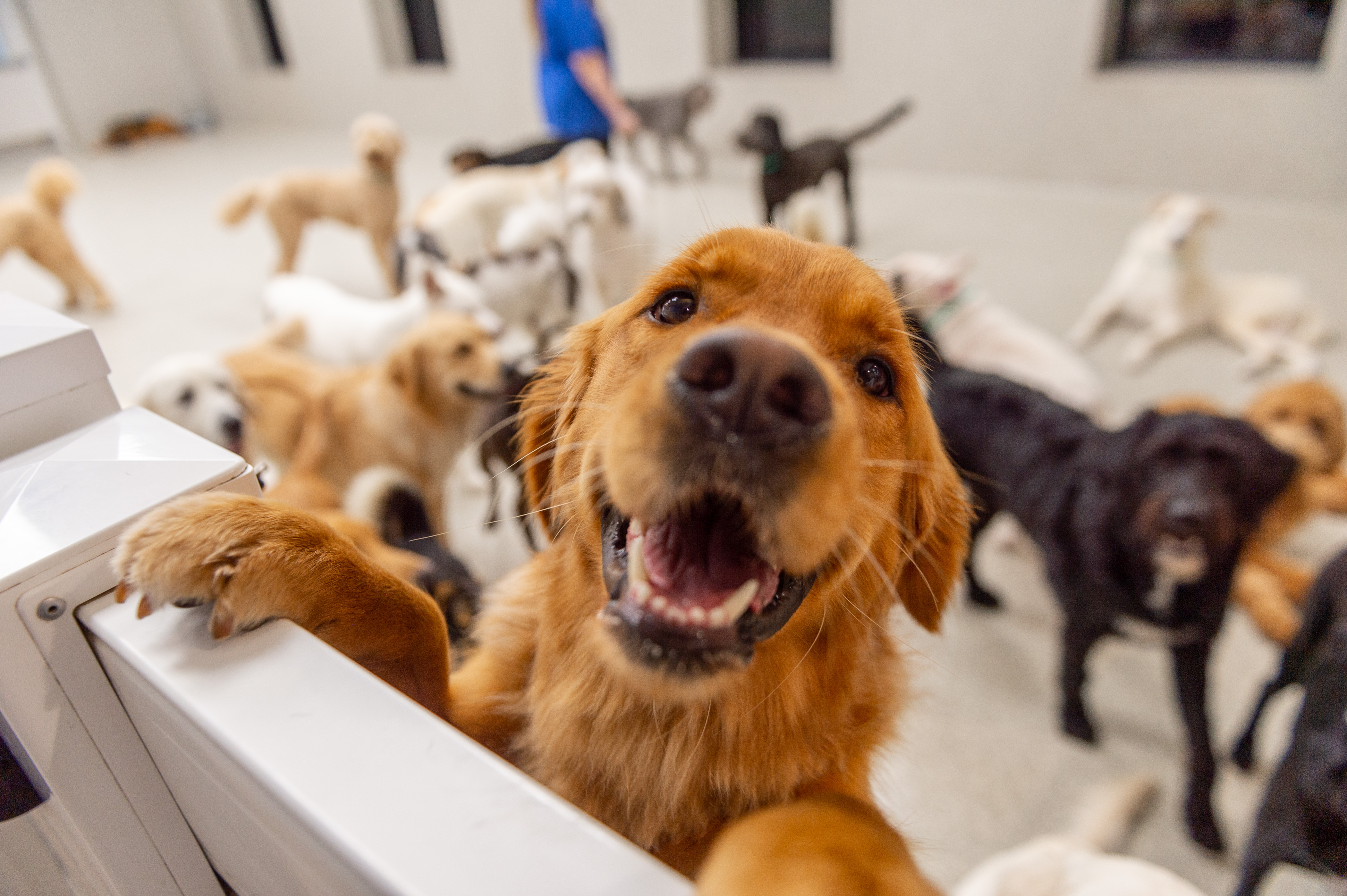 Large dog enjoying playtime at Audubon's dog daycare facility.